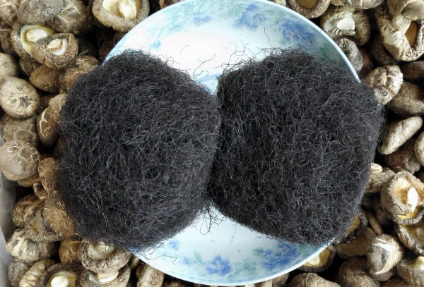 发菜有没有叶绿体