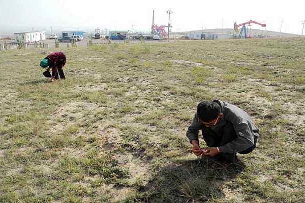 发菜有没有叶绿体