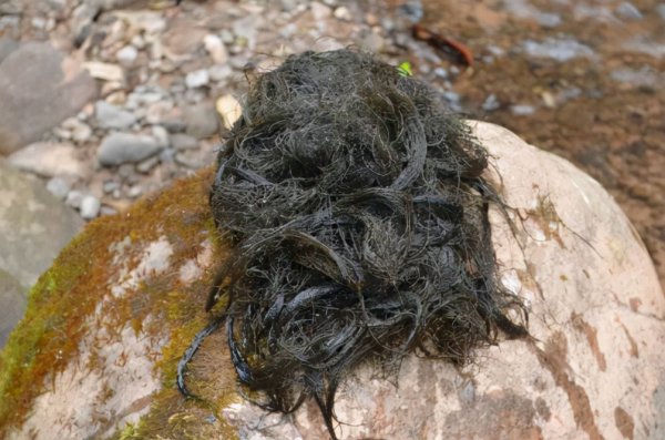 发菜有没有叶绿体