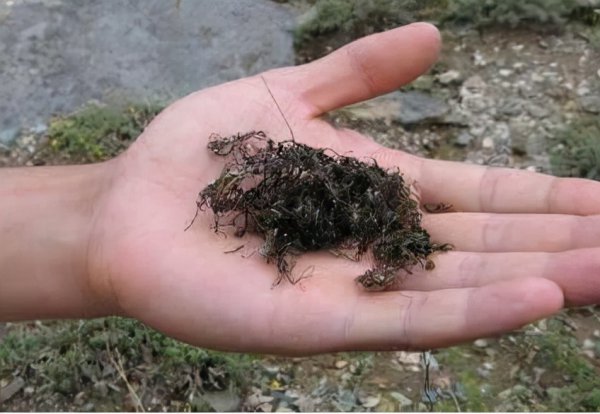 发菜有没有叶绿体