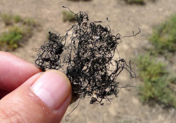 发菜有没有叶绿体