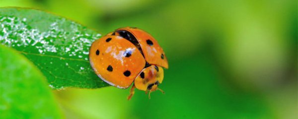 十八星瓢虫通常吃什么食物