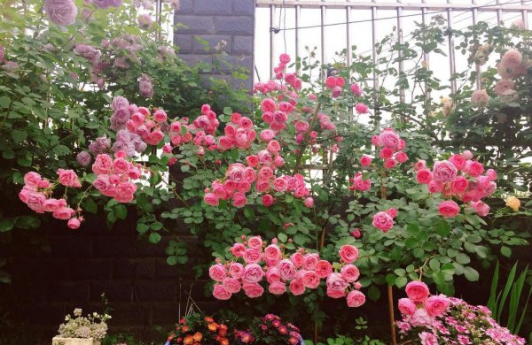 艾拉绒球月季优缺点介绍