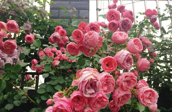 艾拉绒球月季优缺点介绍