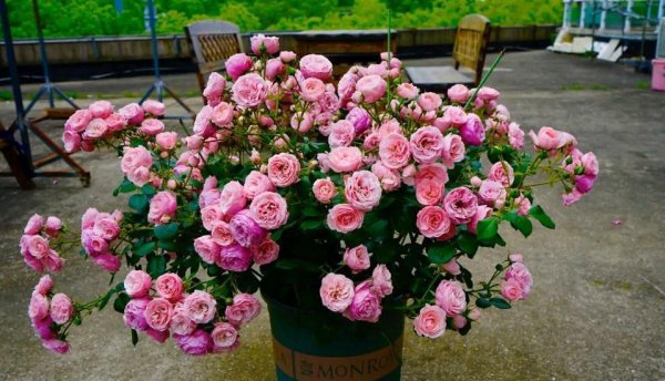 艾拉绒球月季优缺点介绍