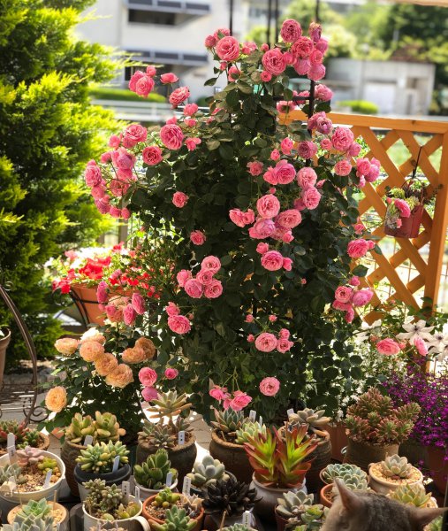 艾拉绒球月季优缺点介绍