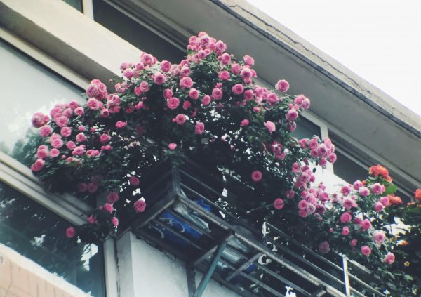 艾拉绒球月季优缺点介绍