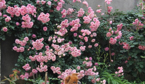 艾拉绒球月季优缺点介绍