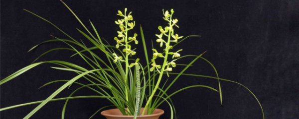 惠兰什么时候开花