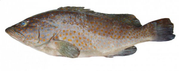 石斑鱼怎么挑新鲜