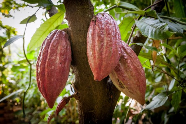 巧克力的寓意和象征