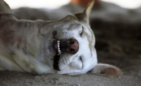 狗狗离世前几小时征兆有哪些