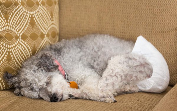 狗狗离世前几小时征兆有哪些