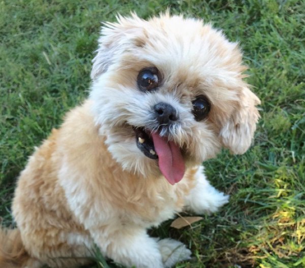 狗狗离世前几小时征兆有哪些