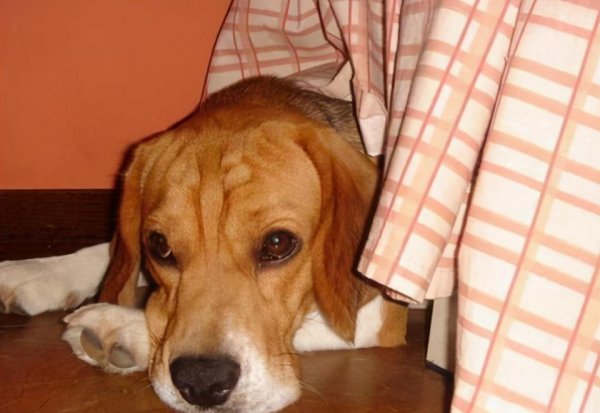 狗狗离世前几小时征兆有哪些