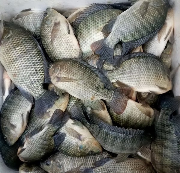 罗非鱼刺多不多