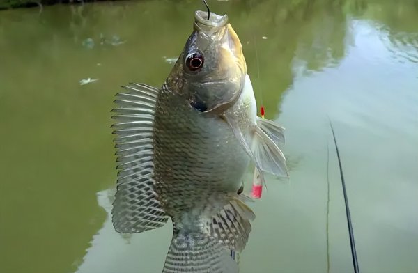 罗非鱼刺多不多