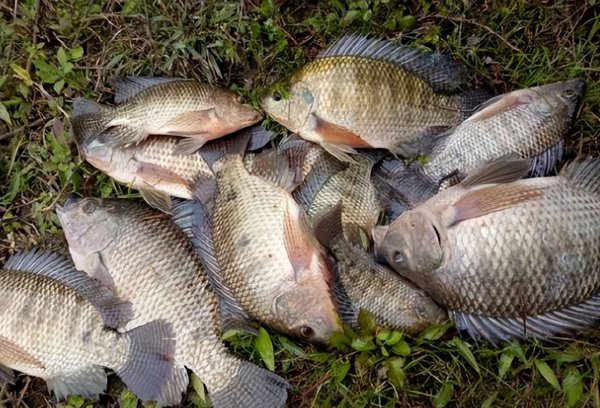 罗非鱼刺多不多