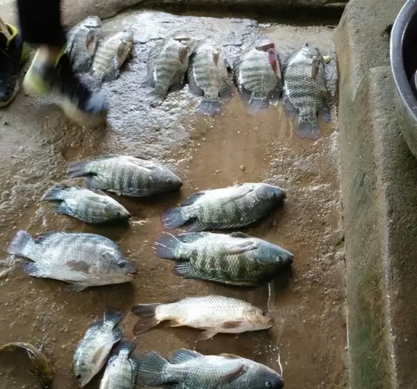 罗非鱼刺多不多