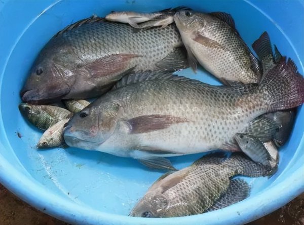 罗非鱼刺多不多