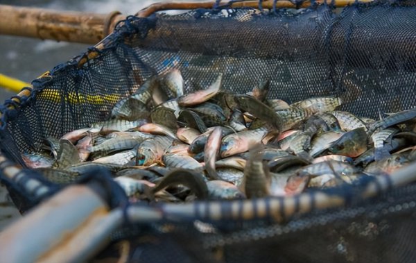 罗非鱼刺多不多