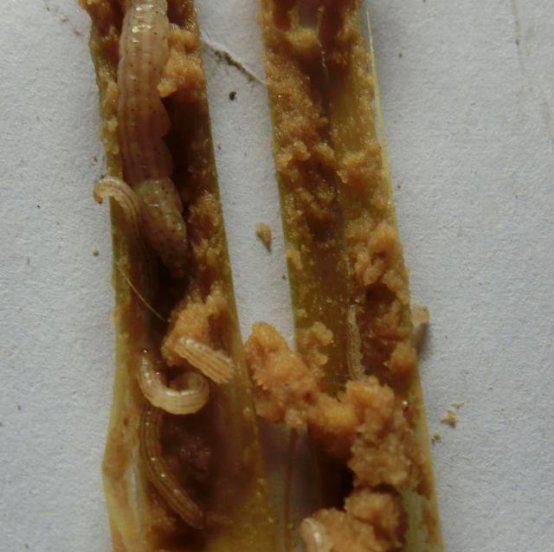 水稻二化螟的防治措施