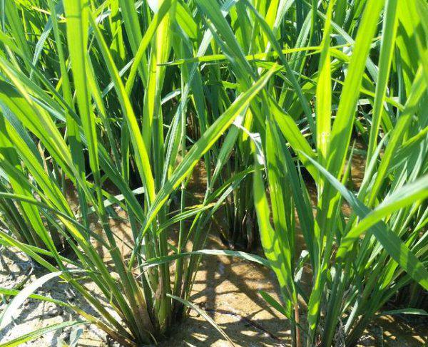 水稻二化螟的防治措施