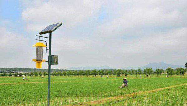 水稻二化螟的防治措施