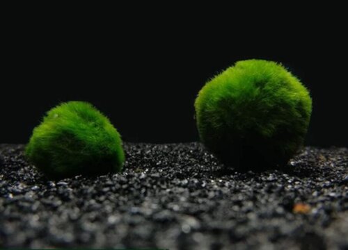 玻璃缸壁长的是绿藻还是青苔