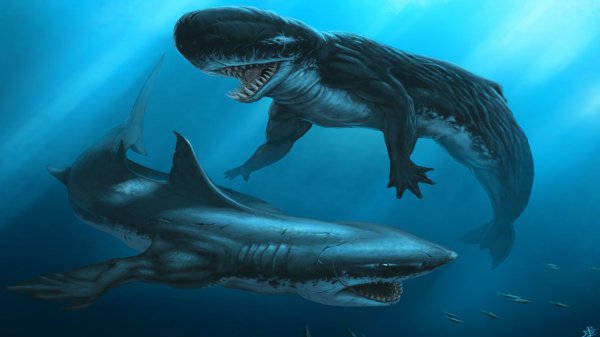 巨齿鲨的天敌是谁