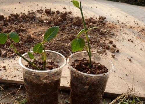 柿子树秋天能移栽吗