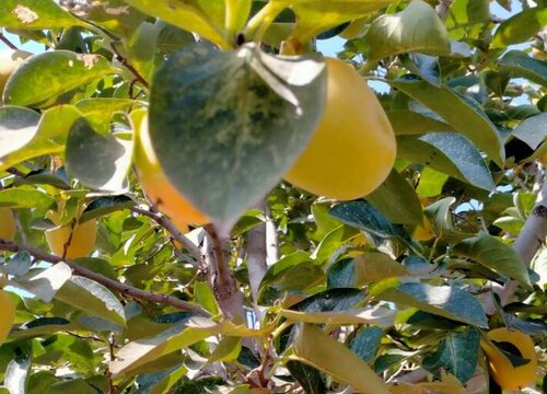 柿子树秋天能移栽吗