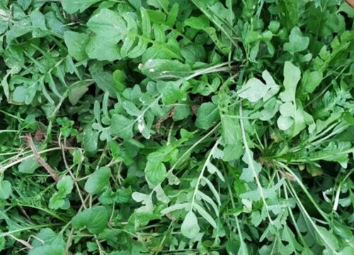 马齿苋生长在什么地方