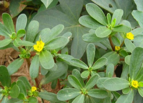 马齿苋生长在什么地方