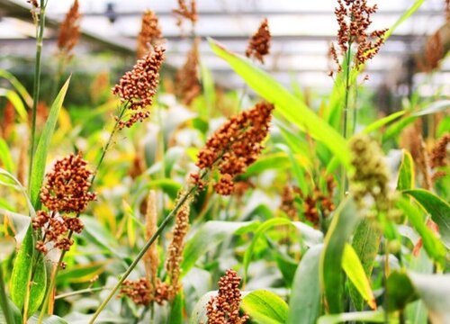 蜀黍是什么植物的俗称