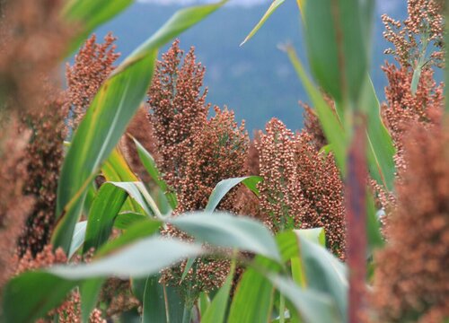 蜀黍是什么植物的俗称