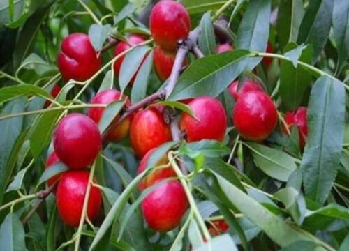 油桃亩产量一般多少斤