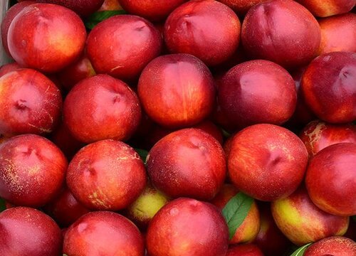 油桃亩产量一般多少斤