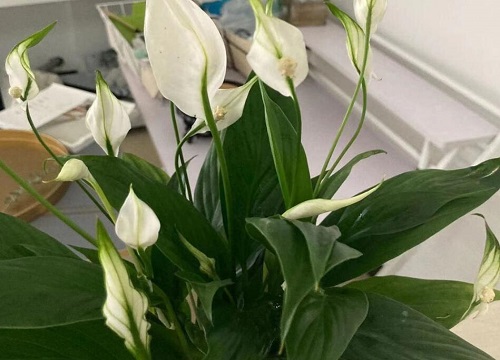 夏季怎么养白掌叶旺花又多