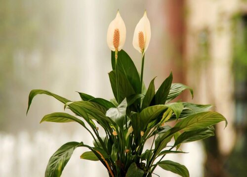 夏季怎么养白掌叶旺花又多