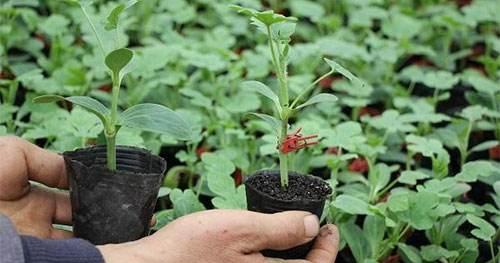 嫁接西瓜怎么嫁接方法