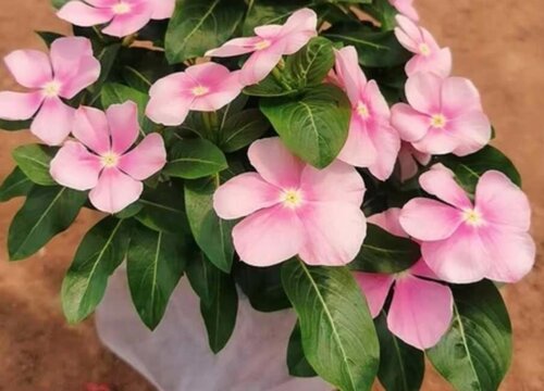 长春花叶子打卷萎蔫怎么办