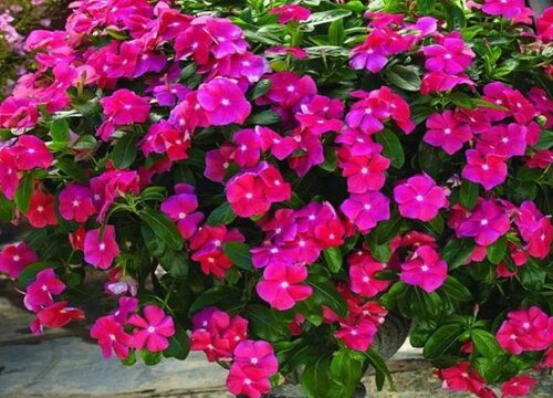 长春花叶子打卷萎蔫怎么办