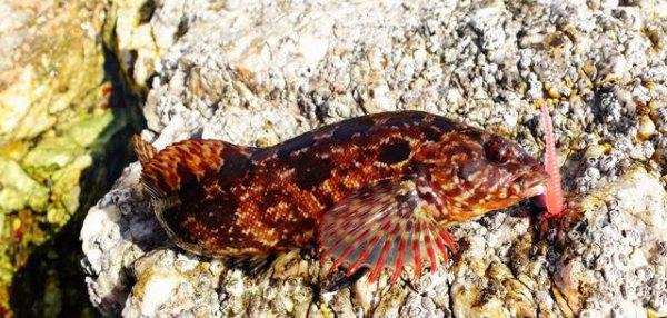 倒钓钩的绑法用几克铅头钩