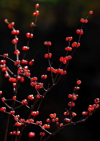 红豆的三个寓意和象征是什么