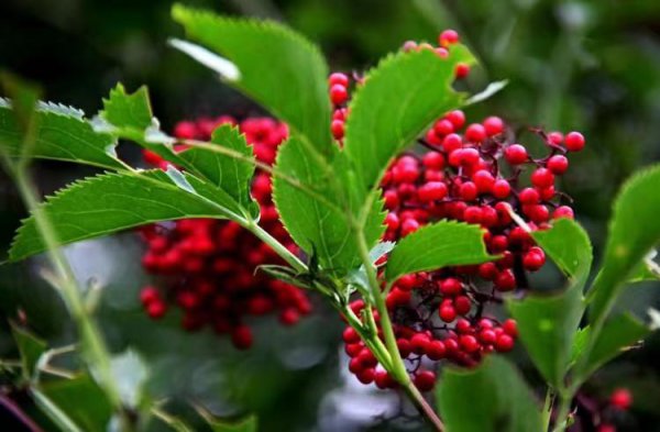 红豆的三个寓意和象征是什么