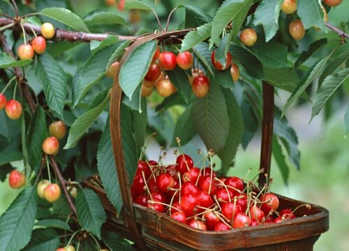 河南盛产什么水果有名