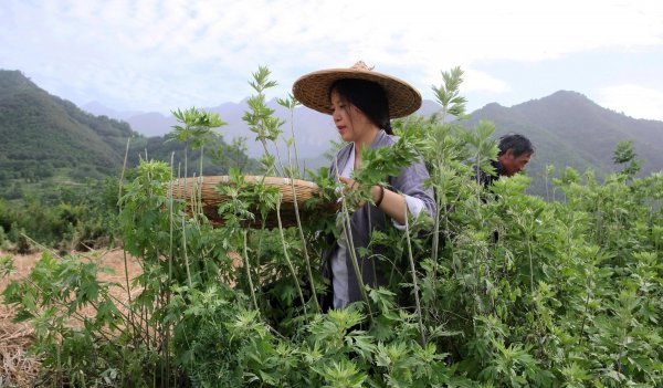 端午节挂艾草的由来