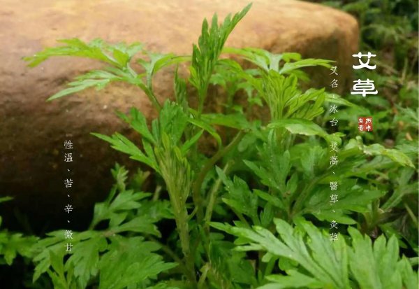 端午节挂艾草的由来