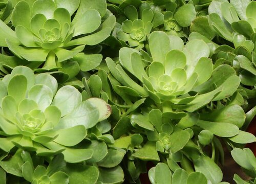 玉龙观音的养殖方法和注意事项